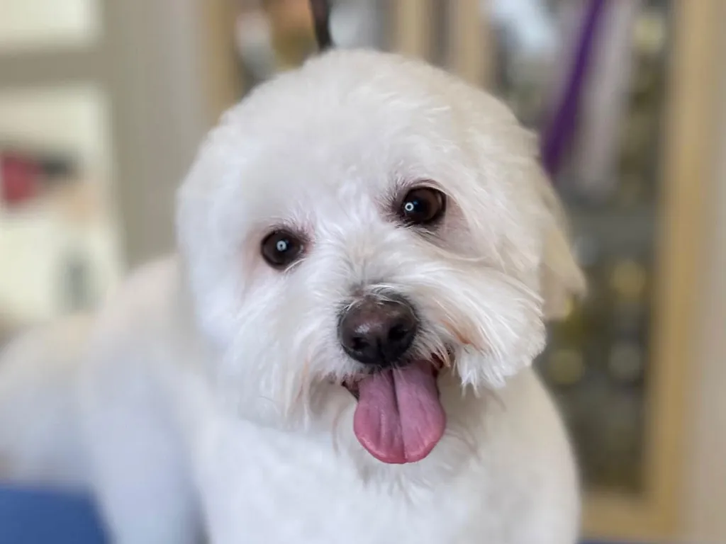 Fredensvang Hundesalon