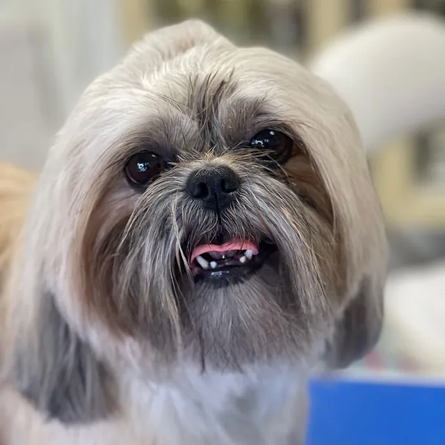 Hundefrisør - Fredensvang Hundesalon