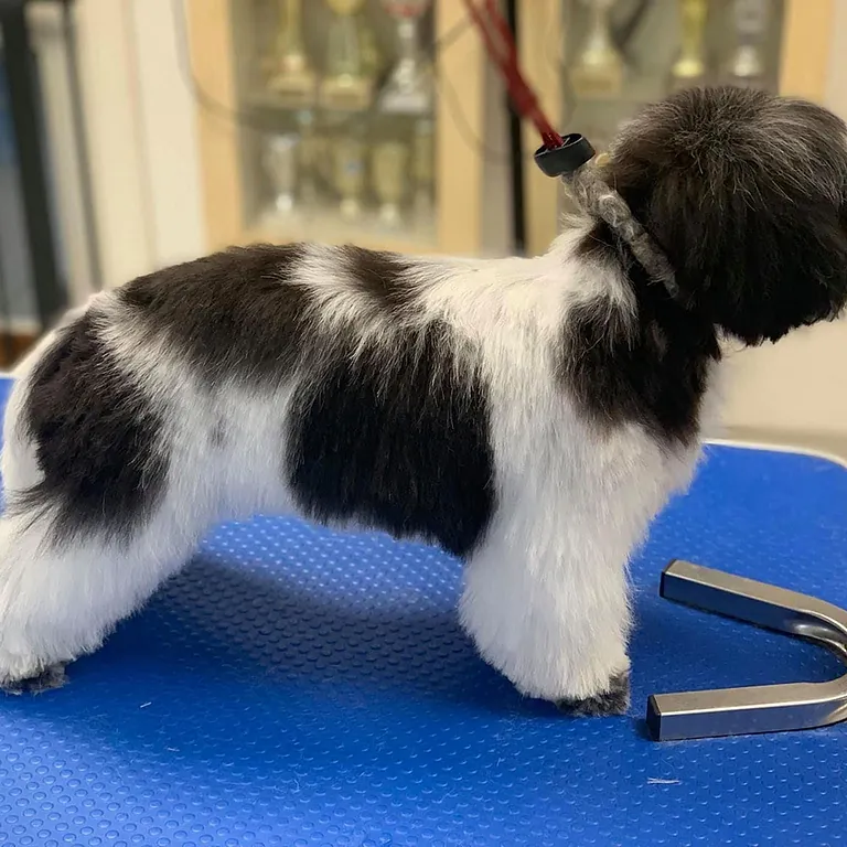 Pelspleje - Fredensvang Hundesalon