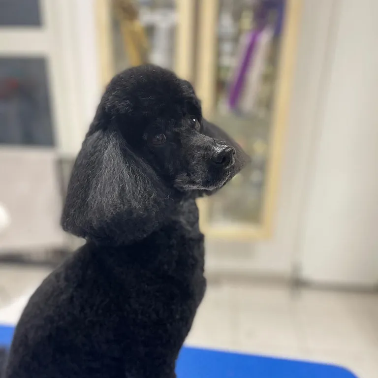 Puddelklip - Fredensvang Hundesalon